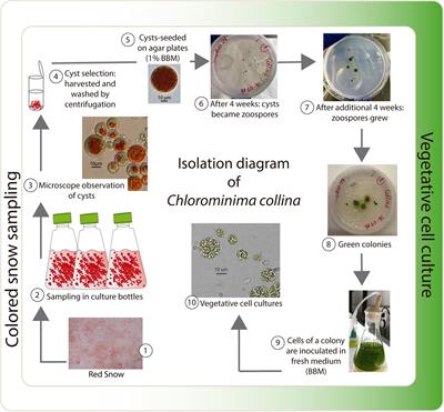 Revealing the Characteristics of the Antarctic Snow Alga Chlorominima collina gen. et sp. nov. Through Taxonomy, Physiology, and Transcriptomics